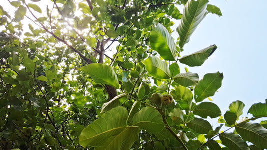 Under the Walnut Tree